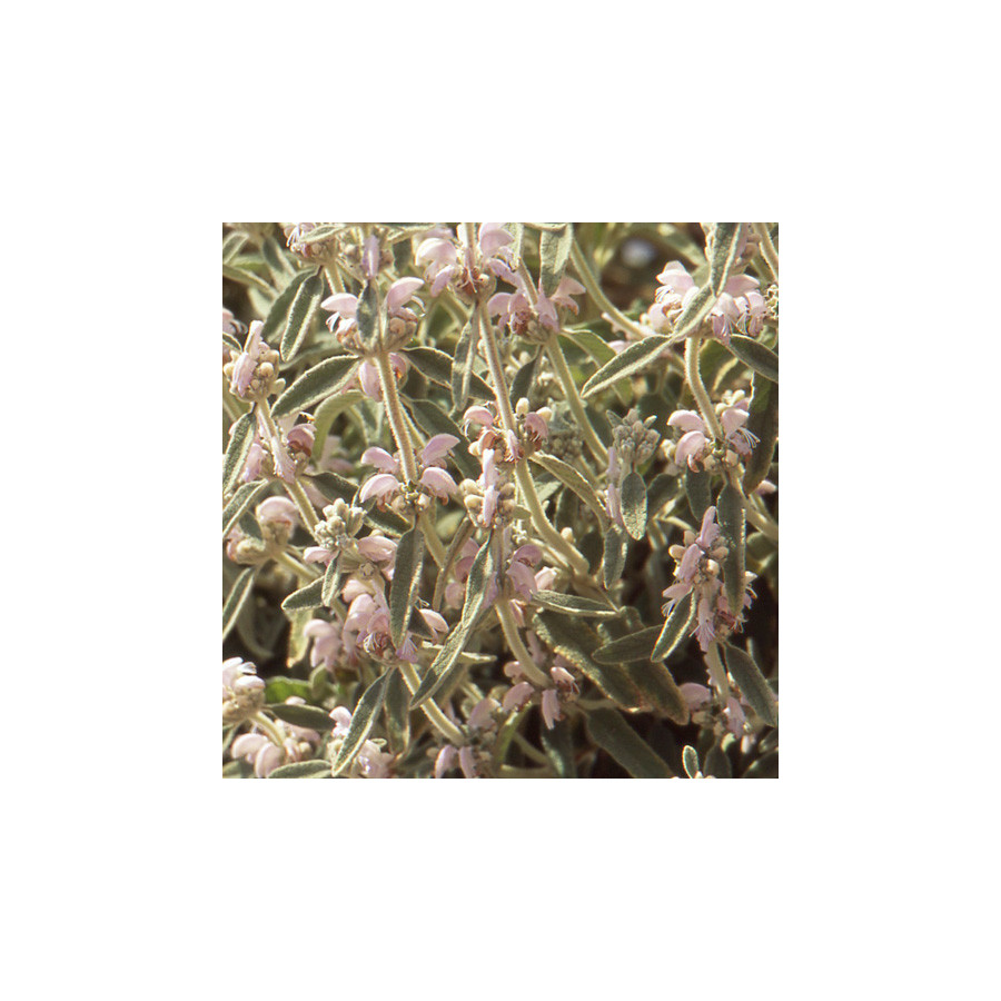 Plantes Vivaces PHLOMIS purpurea ssp. caballeroi - Sauge de Jérusalem rose en vente - Pépinière Lepage .