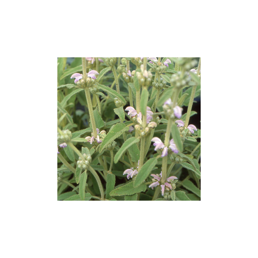 Plantes Vivaces PHLOMIS purpurea ssp. caballeroi - Sauge de Jérusalem rose en vente - Pépinière Lepage .