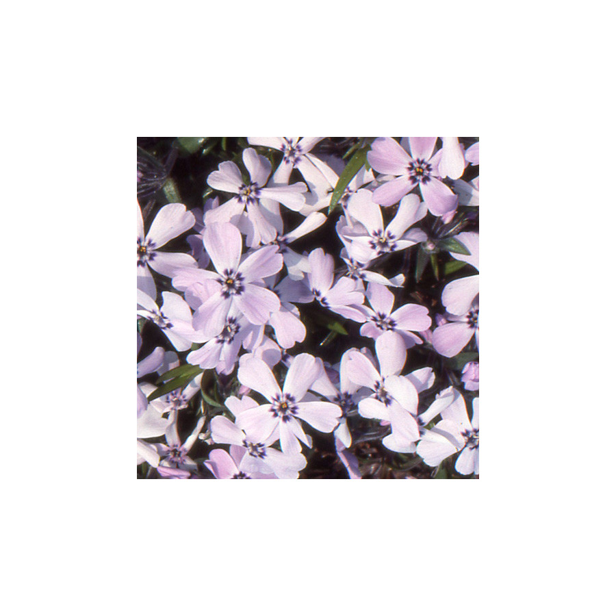 Plantes Vivaces PHLOX 'Benita' (Subulata Group) - Phlox en vente - Phlox mousse en vente - Pépinière Lepage .