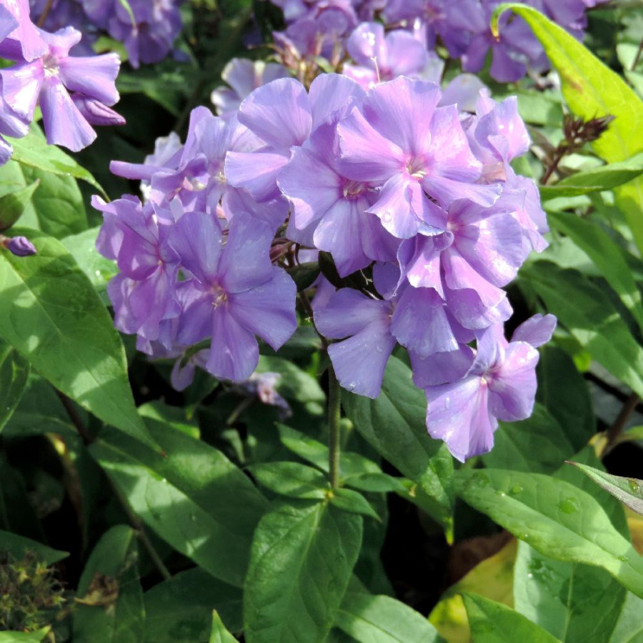 Plantes Vivaces PHLOX 'Blue Paradise' (Paniculata Group) - Phlox en vente - Phlox haut des jardins en vente - Pépinière Lepage .