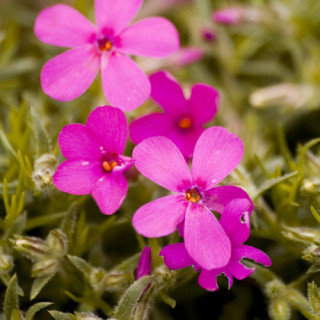 PHLOX 'Crackerjack' (Douglasii Group)