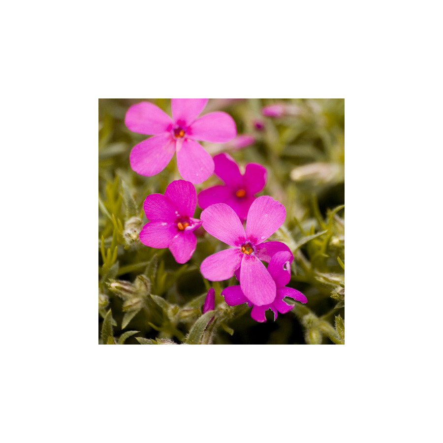 Plantes Vivaces PHLOX 'Crackerjack' (Douglasii Group) - Phlox en vente - Pépinière Lepage .