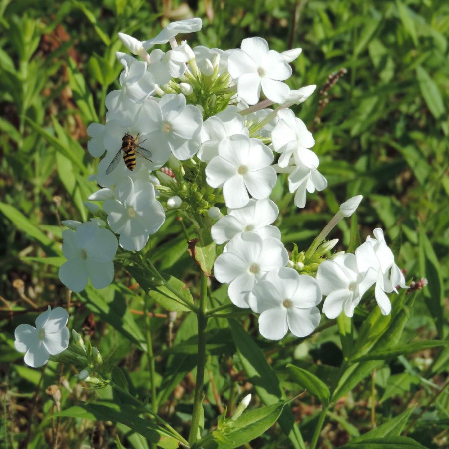 Plantes Vivaces PHLOX 'David' (Paniculata Group)  - Phlox en vente - Phlox haut des jardins en vente - Pépinière Lepage .