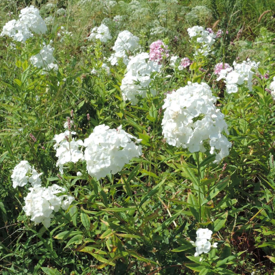 Plantes Vivaces PHLOX 'David' (Paniculata Group)  - Phlox en vente - Phlox haut des jardins en vente - Pépinière Lepage .