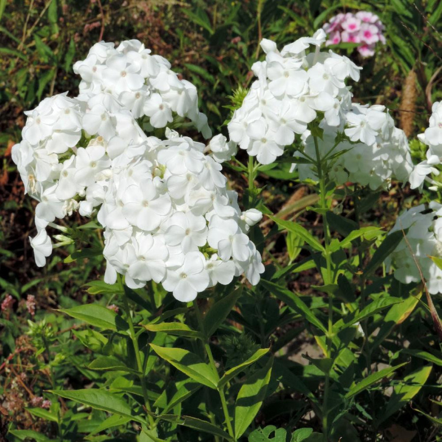 Plantes Vivaces PHLOX 'David' (Paniculata Group)  - Phlox en vente - Phlox haut des jardins en vente - Pépinière Lepage .