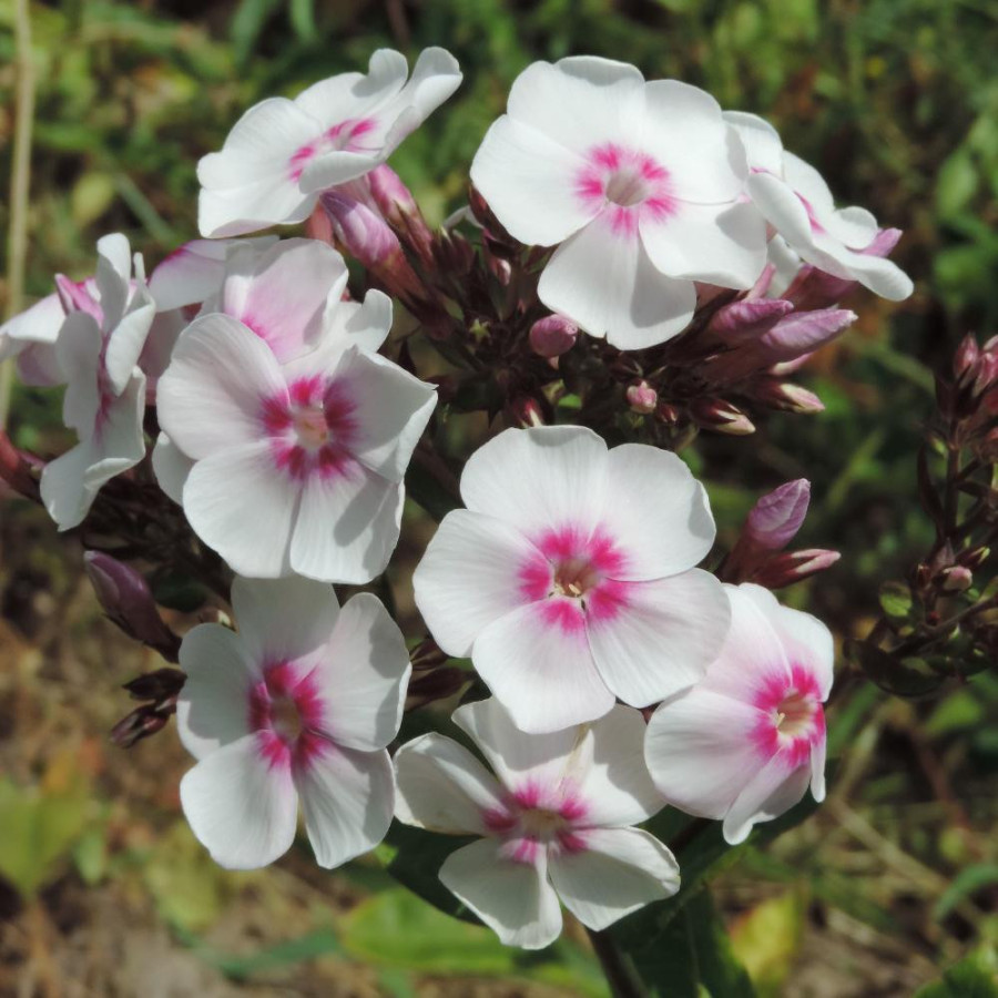 Plantes Vivaces PHLOX 'Europa' (Paniculata Group) en vente - Pépinière Lepage .
