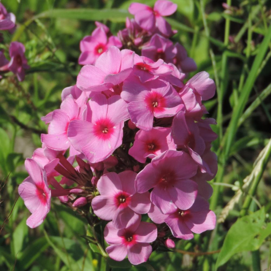Plantes Vivaces PHLOX 'Eva Cullum' (Paniculata Group) - Phlox en vente - Phlox haut des jardins en vente - Pépinière Lepage .