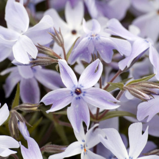 Plantes Vivaces PHLOX 'G.F.Wilson' (Subulata Group) - Phlox en vente - Pépinière Lepage .