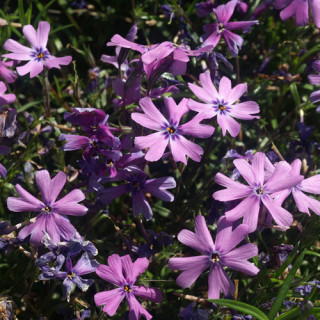 Plantes Vivaces PHLOX 'Purple Beauty' (Subulata Group) - Phlox en vente - Phlox mousse en vente - Pépinière Lepage .