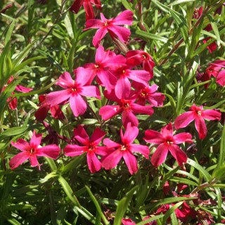 Plantes Vivaces PHLOX 'Scarlet Flame' (Subulata Group) - Phlox en vente - Phlox mousse en vente - Pépinière Lepage .