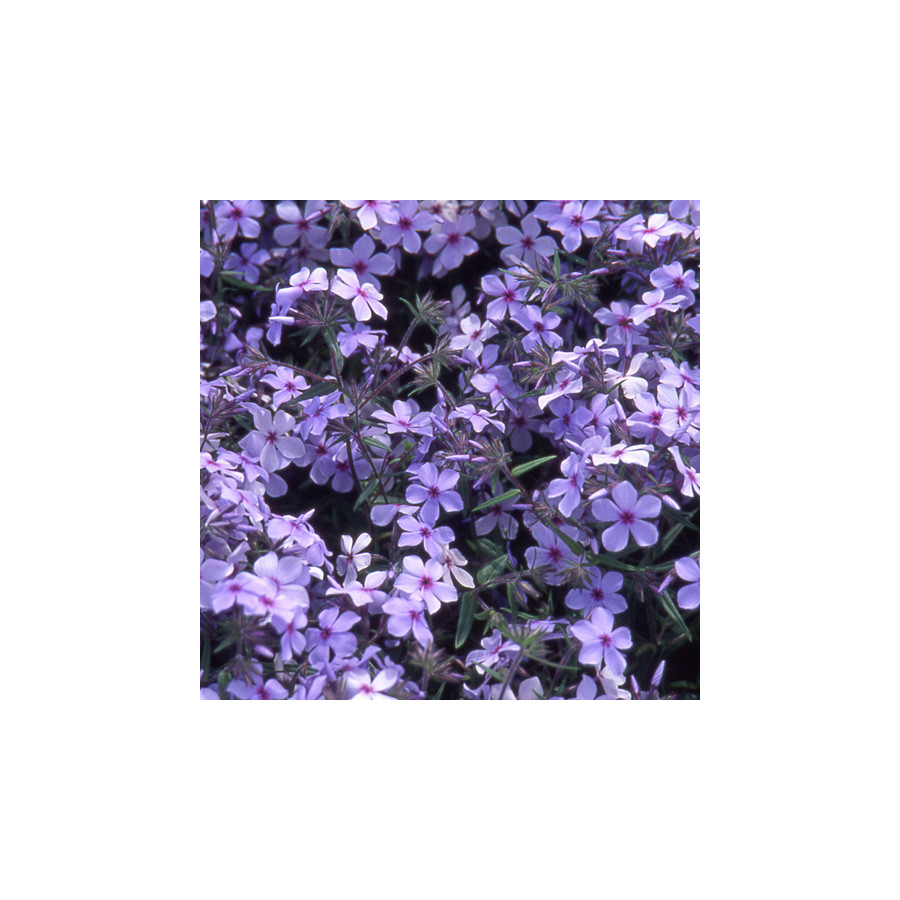 Plantes Vivaces PHLOX divaricata 'Chattahoochee' - Phlox en vente - Pépinière Lepage .