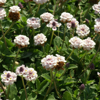 Plantes Vivaces PHYLA nodiflora var. canescens - Verveine nodiflore en vente - Pépinière Lepage .