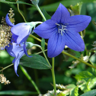Plantes Vivaces PLATYCODON grandiflorus 'Mariesii' en vente - Pépinière Lepage .