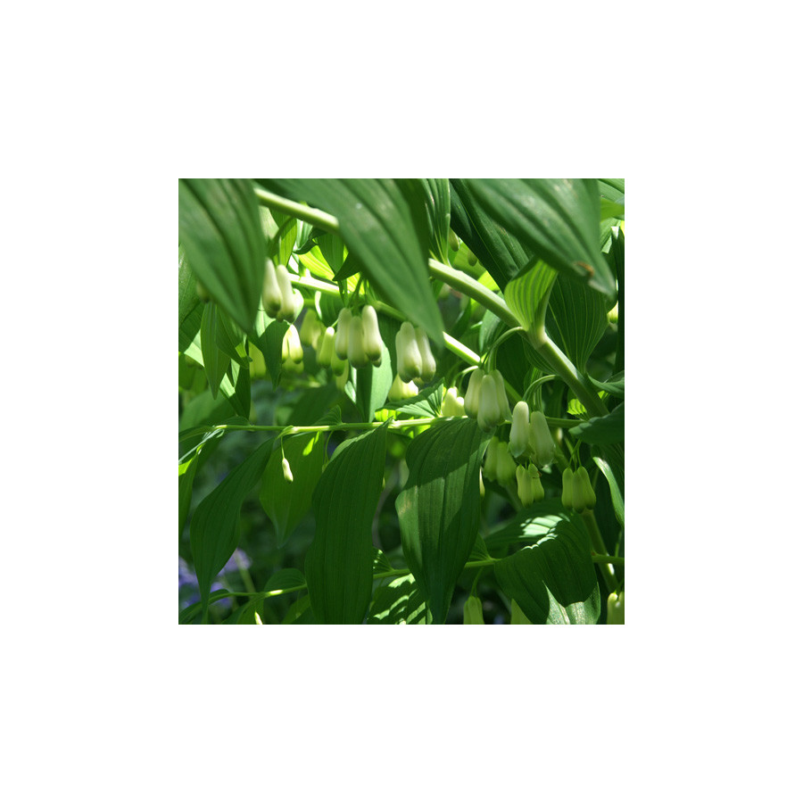 Plantes Vivaces POLYGONATUM hybridum 'Weihenstephan' - Sceau de Salomon en vente - Pépinière Lepage .