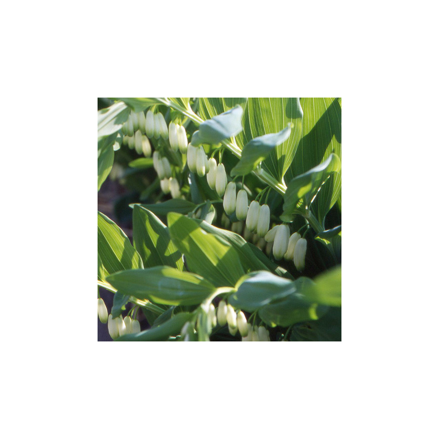 Plantes Vivaces POLYGONATUM multiflorum - Sceau de Salomon en vente - Pépinière Lepage .