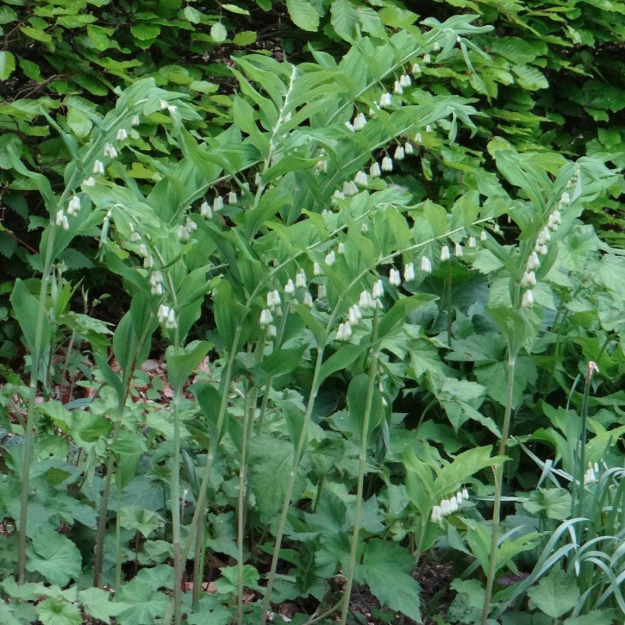 Plantes Vivaces POLYGONATUM multiflorum - Sceau de Salomon en vente - Pépinière Lepage .