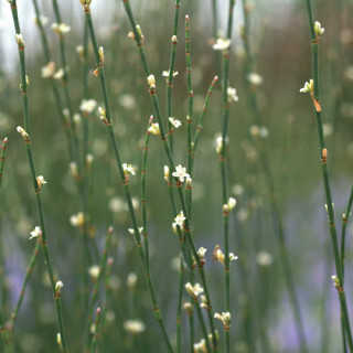 Plantes Vivaces POLYGONUM scoparium - Renouée à balais en vente - Pépinière Lepage .