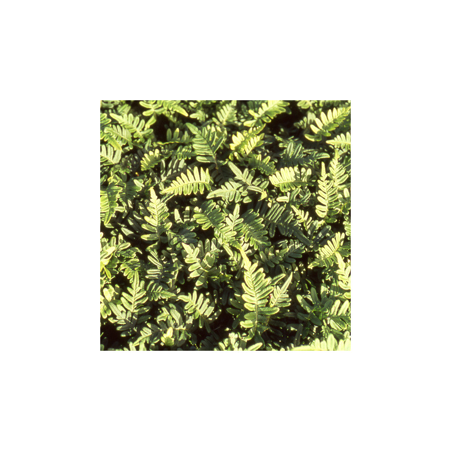 Plantes Vivaces POLYPODIUM vulgare - Polypode en vente - Pépinière Lepage .