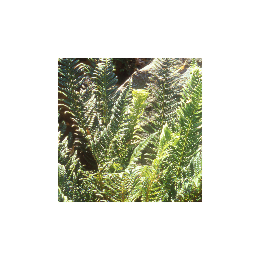 Plantes Vivaces POLYSTICHUM aculeatum - Polystic en vente - Aspidie en vente - Pépinière Lepage .