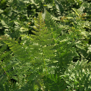 Plantes Vivaces POLYSTICHUM braunii - Polystic en vente - Pépinière Lepage .