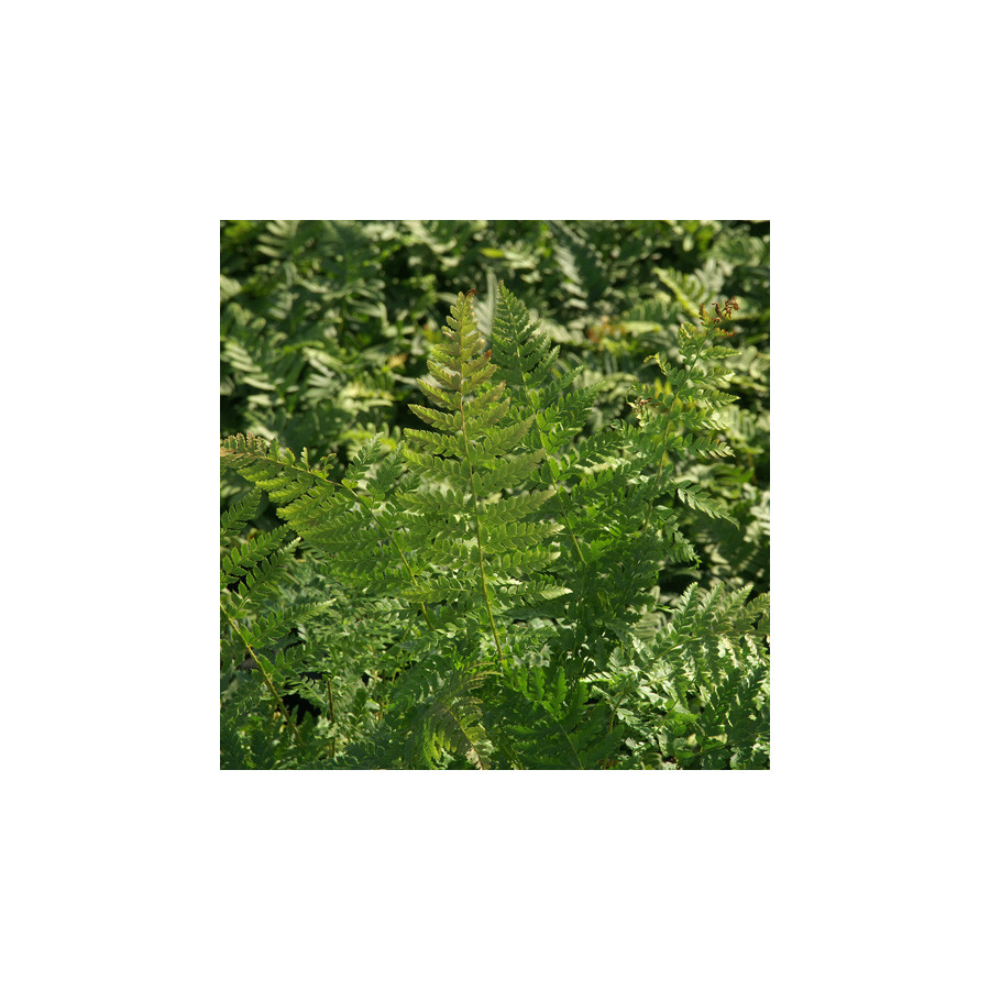 Plantes Vivaces POLYSTICHUM braunii - Polystic en vente - Pépinière Lepage .