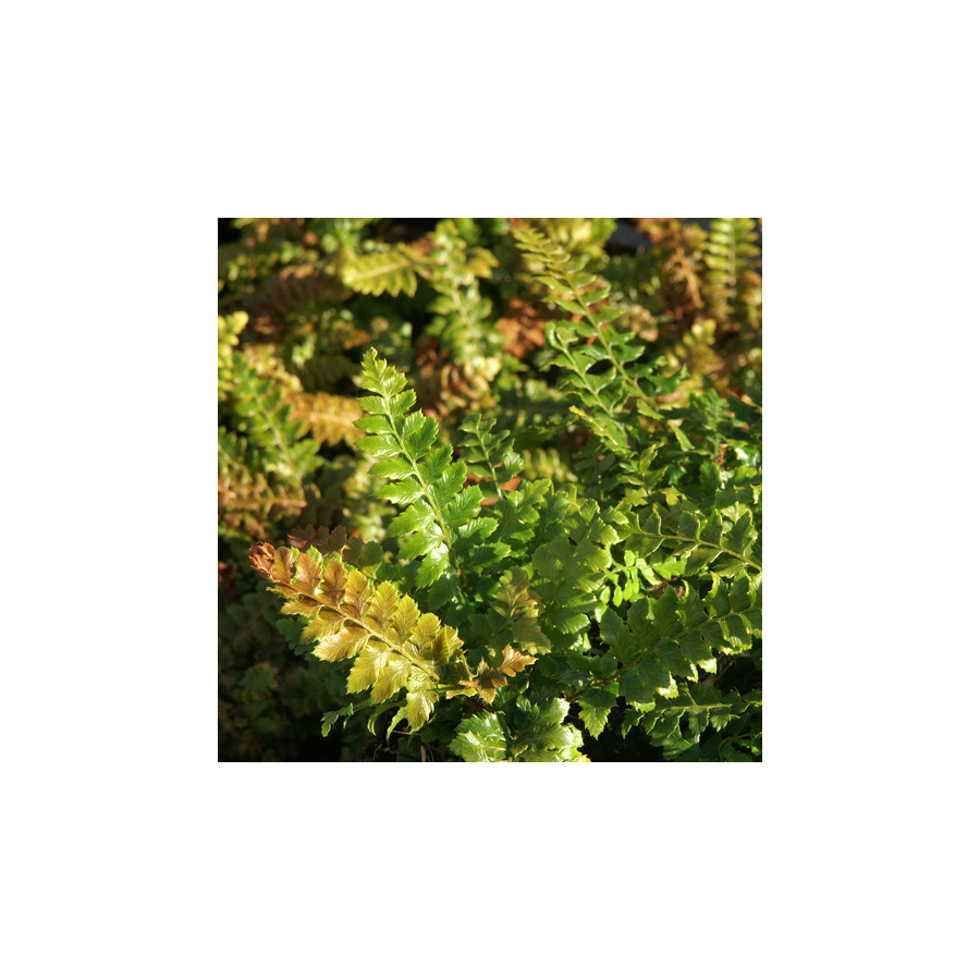 Plantes Vivaces POLYSTICHUM polyblepharum - Polystic en vente - Pépinière Lepage .
