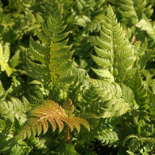 Plantes Vivaces POLYSTICHUM rigens en vente - Pépinière Lepage .