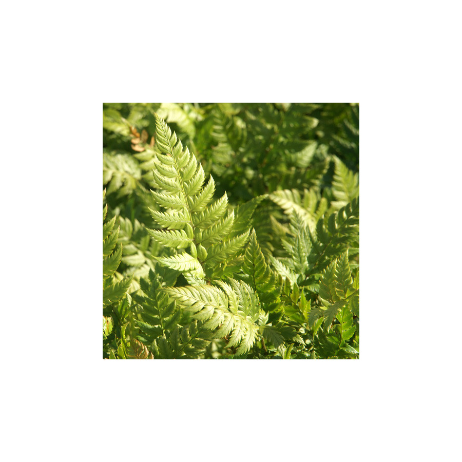 Plantes Vivaces POLYSTICHUM rigens en vente - Pépinière Lepage .