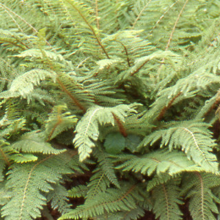 Plantes Vivaces POLYSTICHUM setiferum 'Proliferum' - Polistic en vente - Pépinière Lepage .
