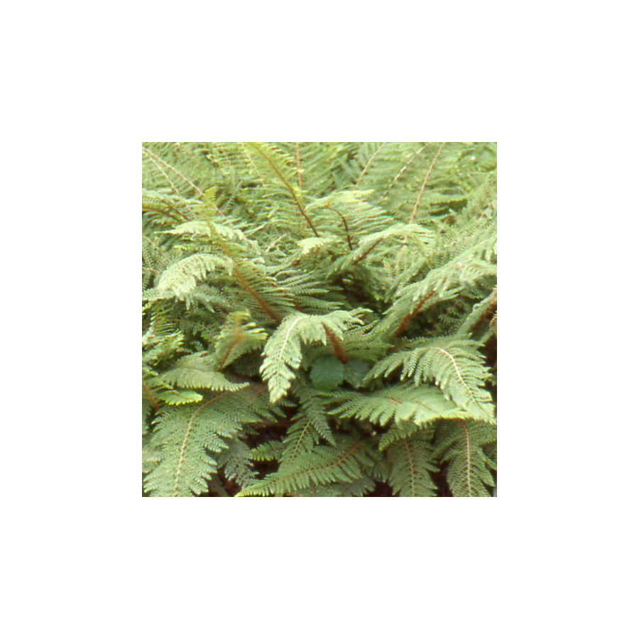 Plantes Vivaces POLYSTICHUM setiferum 'Proliferum' - Polistic en vente - Pépinière Lepage .