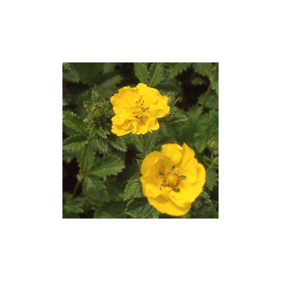 Plantes Vivaces POTENTILLA 'Yellow Queen' - Potentille en vente - Pépinière Lepage .