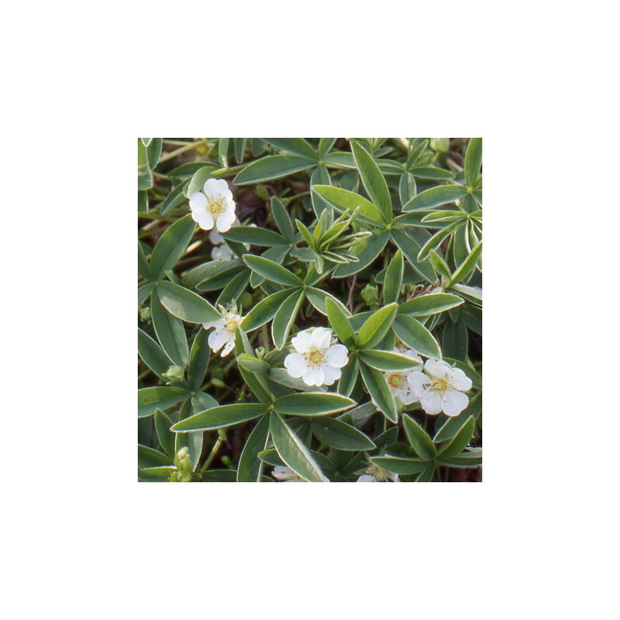 Plantes Vivaces POTENTILLA alba - Potentille en vente - Pépinière Lepage .