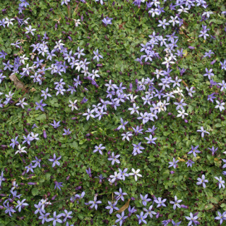 Plantes Vivaces PRATIA pedunculata 'County Park' en vente - Pépinière Lepage .