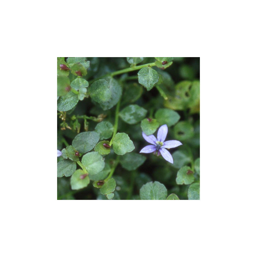 Plantes Vivaces PRATIA pedunculata 'County Park' en vente - Pépinière Lepage .