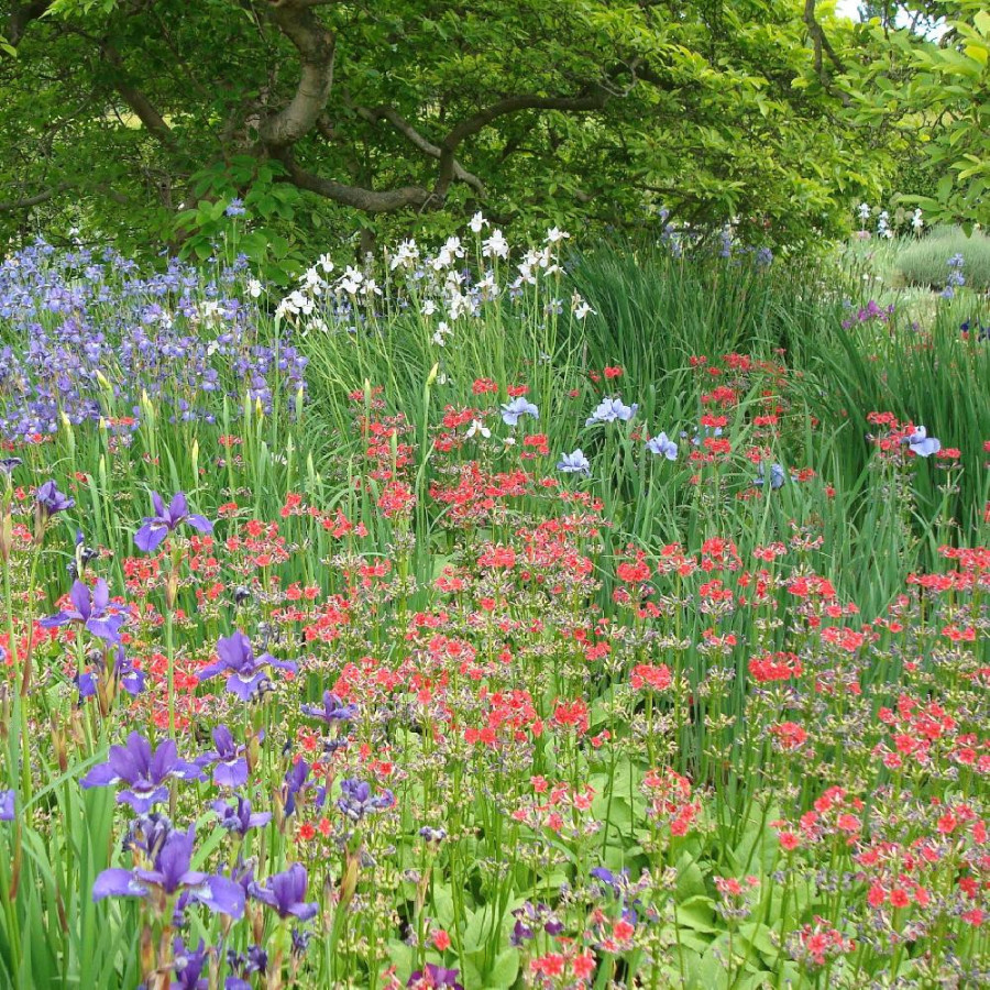 Plantes Vivaces PRIMULA beesiana - Primevère en vente - Pépinière Lepage .