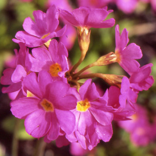 PRIMULA rosea 'Grandiflora'