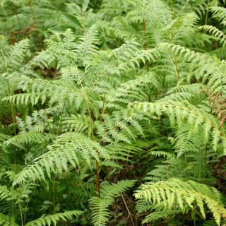 Plantes Vivaces PTERIDIUM aquilinum - Fougère-aigle en vente - Grande fougère en vente - Pépinière Lepage .