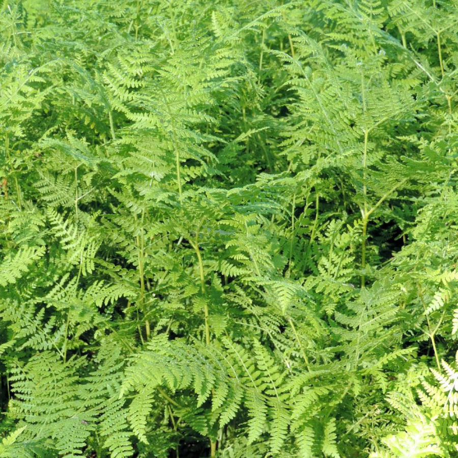 Plantes Vivaces PTERIDIUM aquilinum - Fougère-aigle en vente - Grande fougère en vente - Pépinière Lepage .