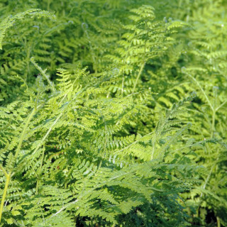 Plantes Vivaces PTERIDIUM aquilinum - Fougère-aigle en vente - Grande fougère en vente - Pépinière Lepage .