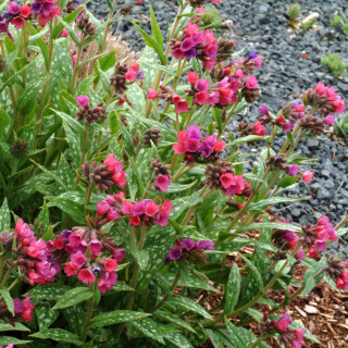 PULMONARIA 'Raspberry Splash' ®