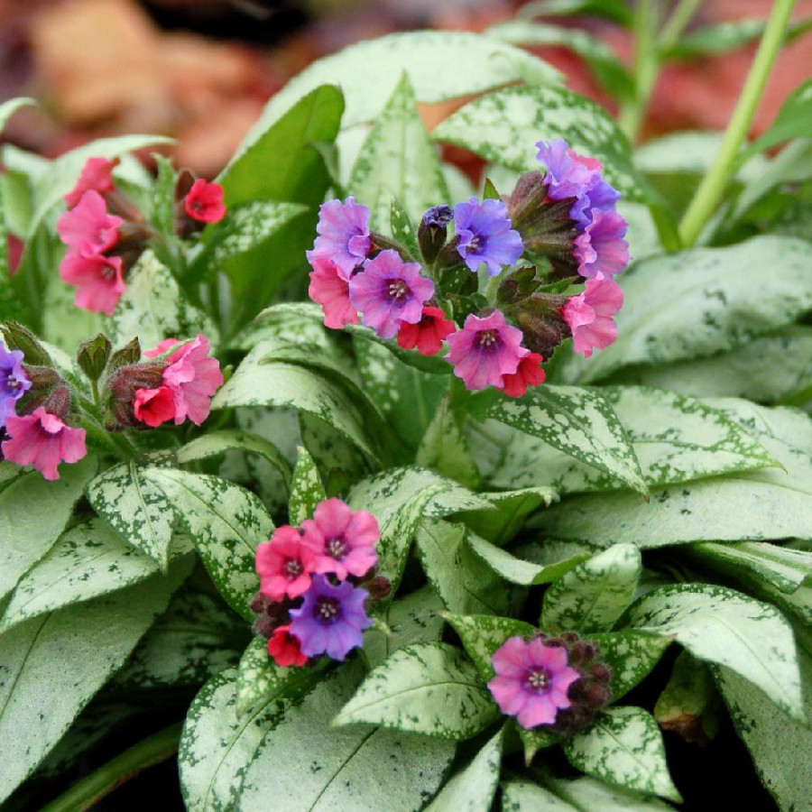 Plantes Vivaces PULMONARIA 'Silver Bouquet' ® en vente - Pépinière Lepage .