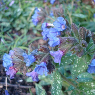 Plantes Vivaces PULMONARIA 'Trevi Fountain' - Pulmonaire en vente - Pépinière Lepage .