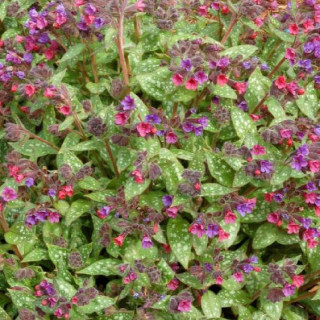 Plantes Vivaces PULMONARIA 'Victorian Brooch' - Pulmonaire en vente - Pépinière Lepage .