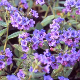 Plantes Vivaces PULMONARIA angustifolia 'Azurea' - Pulmonaire en vente - Pépinière Lepage .