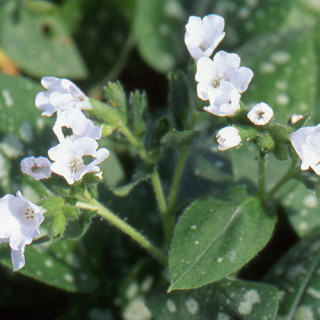 Plantes Vivaces PULMONARIA officinalis 'Sissinghurst White' - Pulmonaire en vente - Pépinière Lepage .