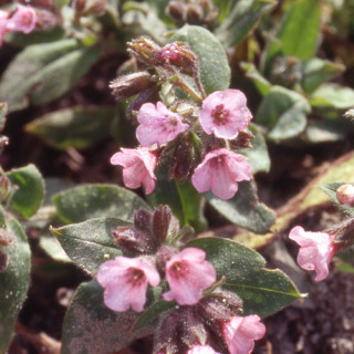 Plantes Vivaces PULMONARIA saccharata 'Dora Bielefeld' - Pulmonaire en vente - Pépinière Lepage .