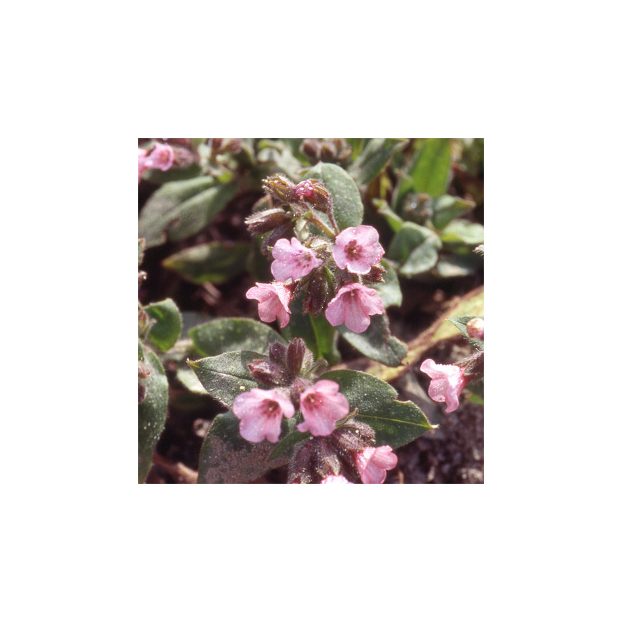 Plantes Vivaces PULMONARIA saccharata 'Dora Bielefeld' - Pulmonaire en vente - Pépinière Lepage .