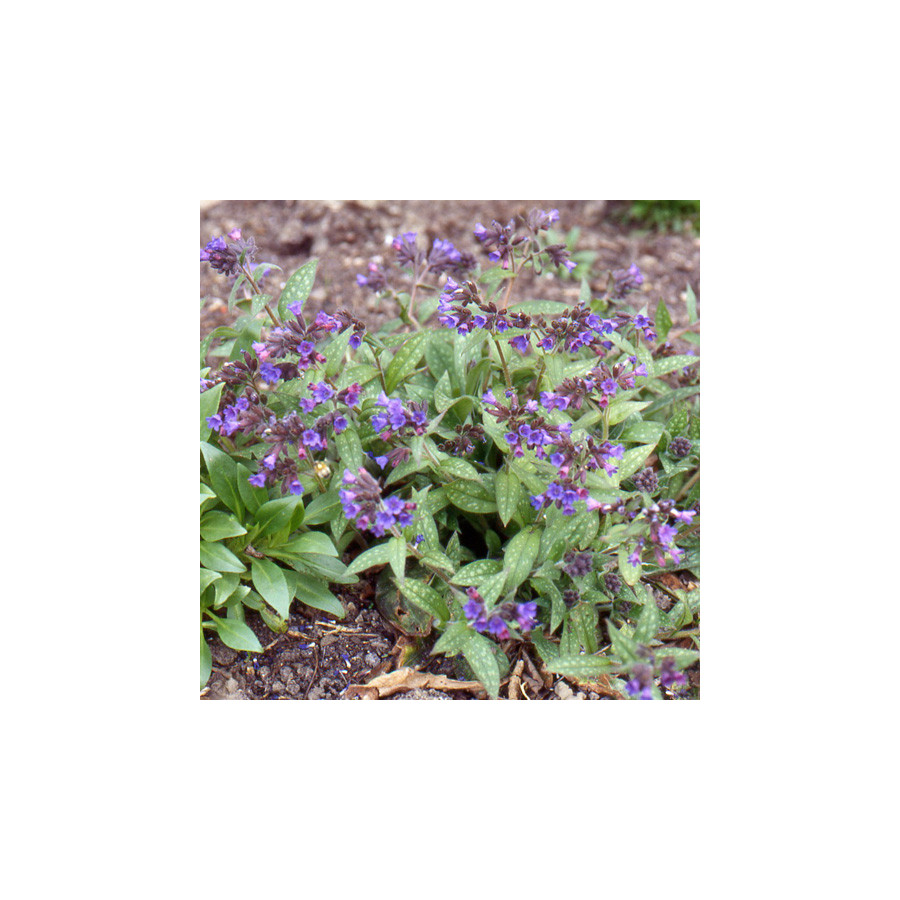 Plantes Vivaces PULMONARIA saccharata 'Mrs Moon' - Pulmonaire en vente - Pépinière Lepage .