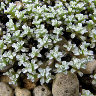 Plantes Vivaces RAOULIA australis - Mouton végétal en vente - Carpette argentée en vente - Pépinière Lepage .