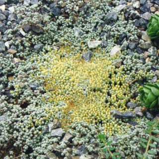 Plantes Vivaces RAOULIA australis - Mouton végétal en vente - Carpette argentée en vente - Pépinière Lepage .